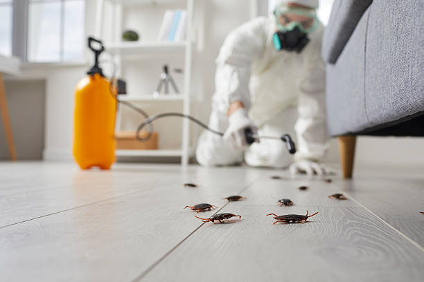 Commercial Rodent Management in Rome